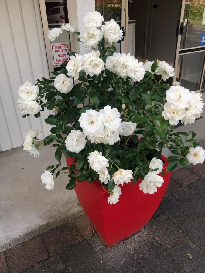 Rosetown Motel Te Awamutu Εξωτερικό φωτογραφία